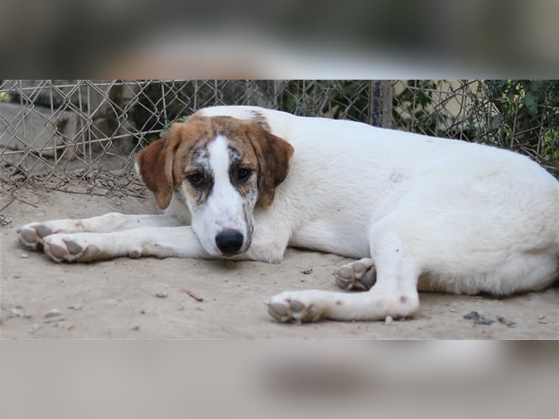 Lance, geb. ca. 02/2022, lebt in GRIECHENLAND, im städt. Tierheim Serres