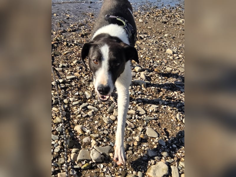 YAELA, superliebe Kuschelmaus, 2,5 Jahre, 52 cm, Mischling, Pflegestelle Köln, Tierschutz Rumänien