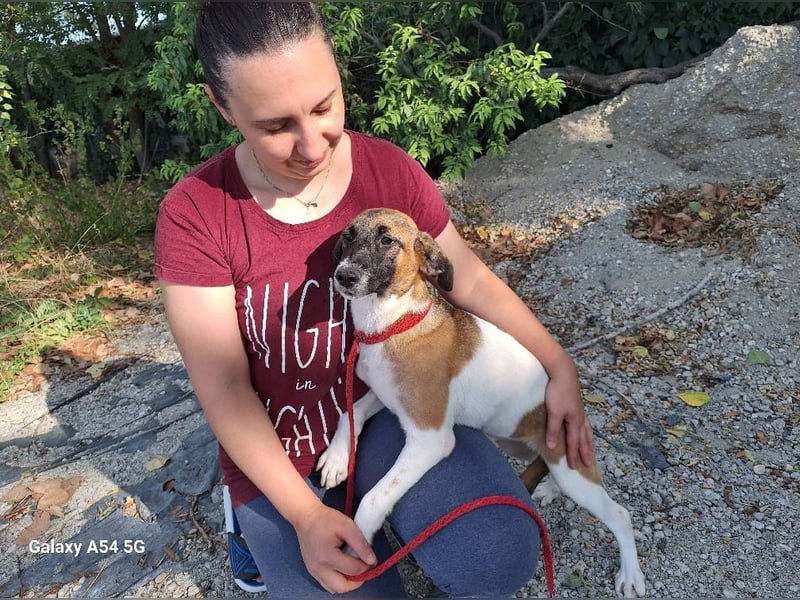 Hündin Tessa sucht dringend ihr neues Zuhause