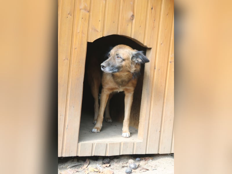 STEVE, charakterstarker Rüde, 9,5 Jahre, 53 cm, Mischling, Tierschutz Rumänien