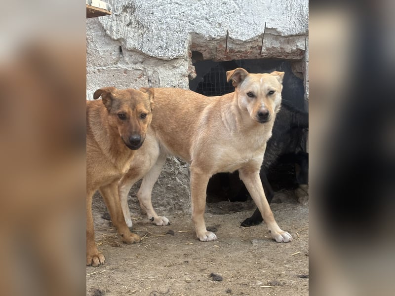 ⭐️BROWN BEAUTY⭐️, feinfühlige Hündin, 2 Jahre, 55 cm, Mischling, Tierschutz