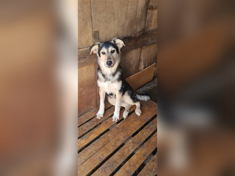 Liebevoller Jungrüde hat es satt, im Shelter zu sein