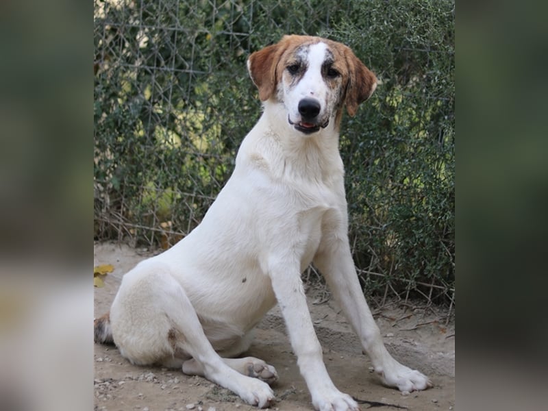 Lance, geb. ca. 02/2022, lebt in GRIECHENLAND, im städt. Tierheim Serres