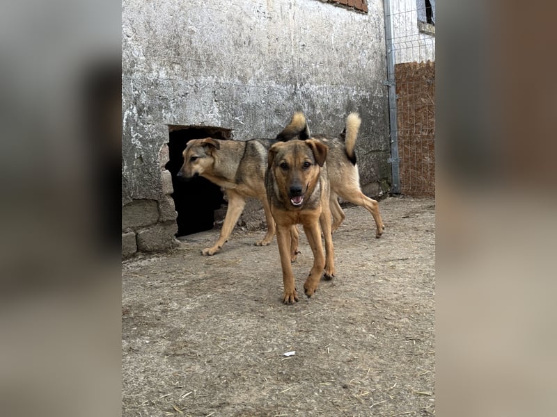 ⭐️WUMMEL⭐️, toller Hundekumpel, Rüde, 2 Jahre, 52 cm, Mischling, Tierschutz