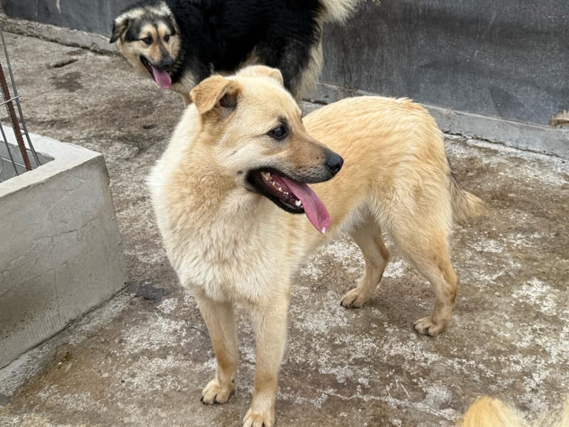 Rüde Zadock sucht hier seine Familie