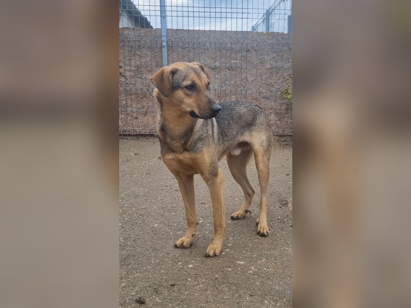 ⭐️WUMMEL⭐️, Herzenshund, Rüde, 2,5 Jahre, 52 cm, Mischling, Tierschutz Rumänien