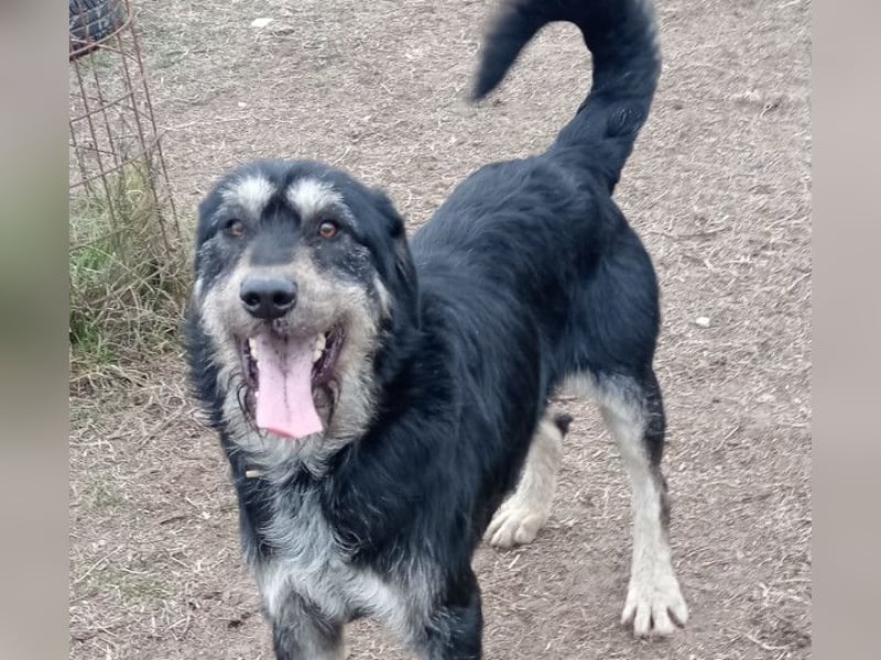 Hermiusz hat so viel Liebe zu geben