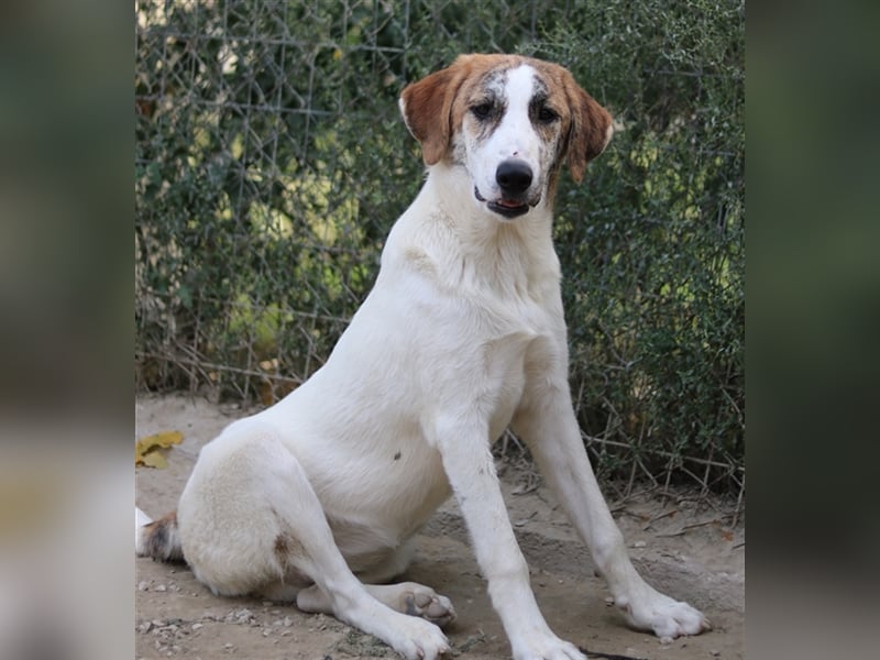 Lance, geb. ca. 02/2022, lebt in GRIECHENLAND, im städt. Tierheim Serres