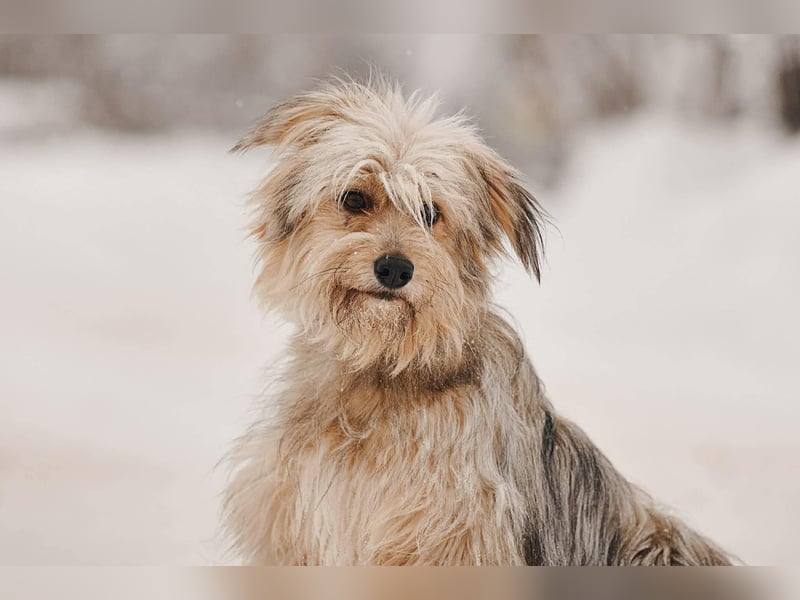 Kleiner Clown Benny sucht seine Menschen