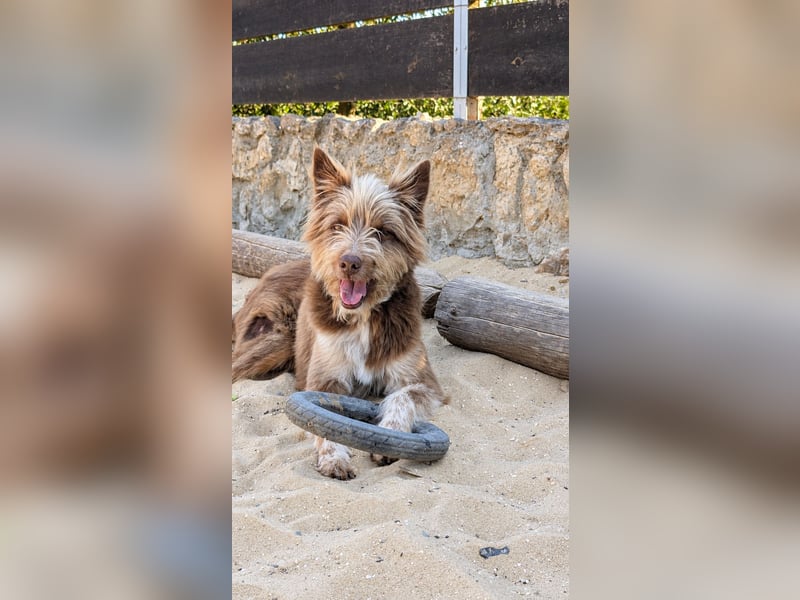 Charmanter Felix wartet auf unserem Tierschutzhof in Portugal!