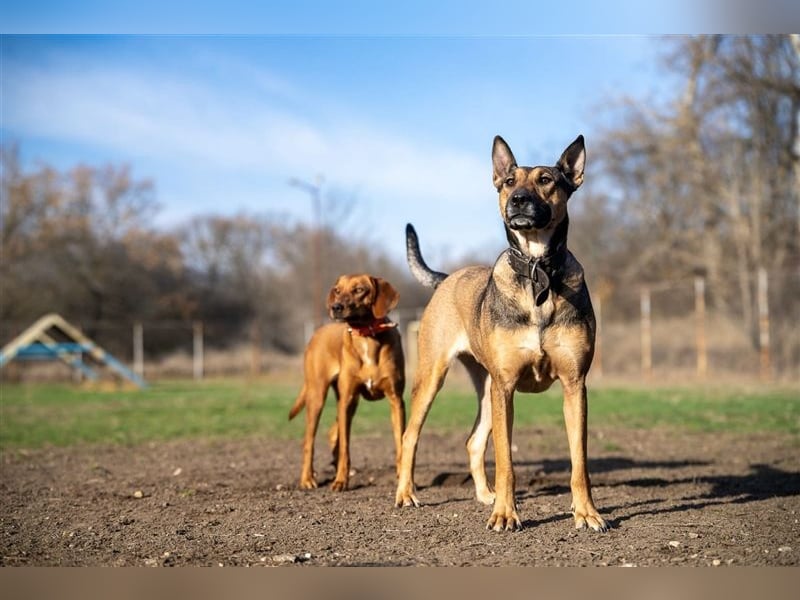 Malinoix Mix Angie lebt bei einer Tierärztin in Bulgarien