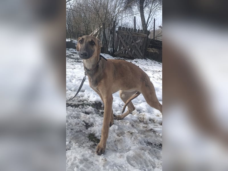 Saphira Tierschutzhund sucht ein Zuhause