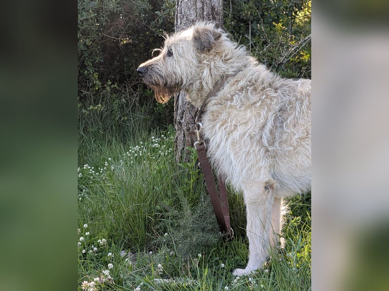 Aufgeschlossener Wooly wartet auf sein Happy End in Portugal!