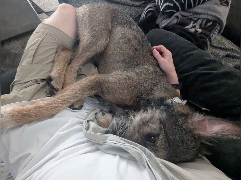 Scotty sucht ein neues Zuhause