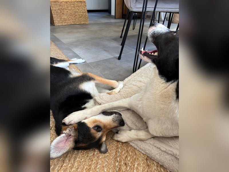 YAELA, superliebe Kuschelmaus, 2,5 Jahre, 52 cm, Mischling, Tierschutz Rumänien, Pflegestelle Köln