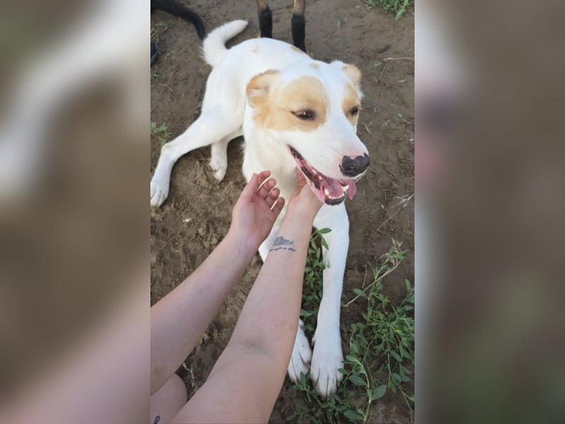 Falina - liebevolle, entspannte Hundedame sucht ihre Familie