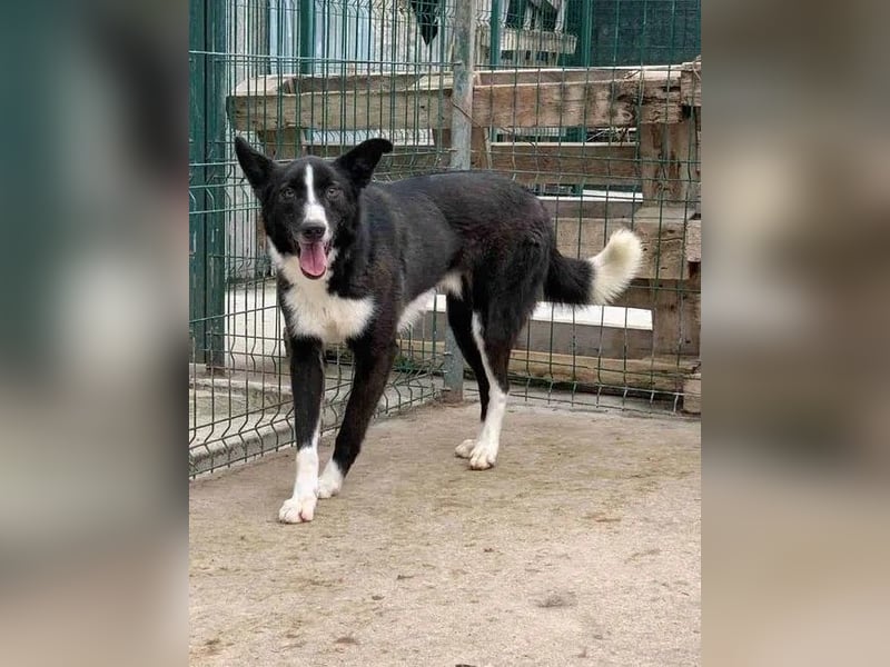 ⭐️CODI⭐️, Rüde, 7,5 Jahre, 54 cm, Mischling, Tierschutz