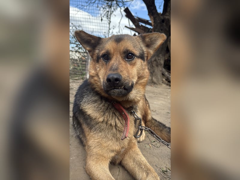 Berci - Ich habe nur einen Wunsch ! Eine Familie