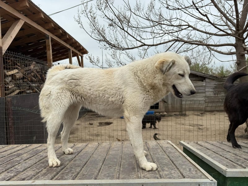 Sanfte Hündin 780218 sucht ihr Zuhause