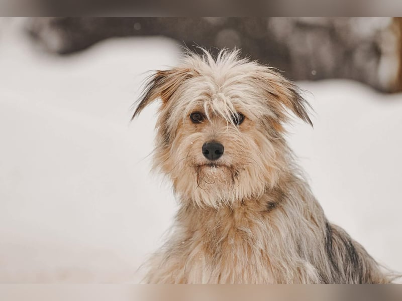 Kleiner Clown Benny sucht seine Menschen