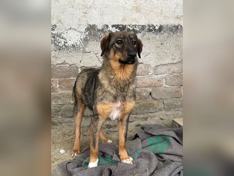 ⭐️AMY⭐️, unkomplizierte Hündin, 2 Jahre, 59 cm, Mischling, Tierschutz Rumänien