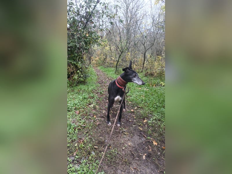 Nisha Tierschutzhund sucht ein Zuhause