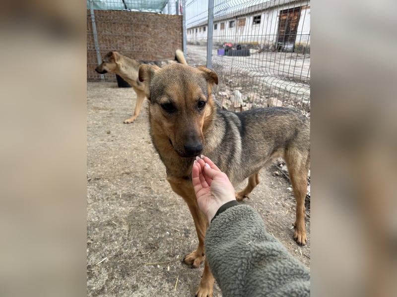 ⭐️WUMMEL⭐️, Herzenshund, Rüde, 2,5 Jahre, 52 cm, Mischling, Tierschutz Rumänien