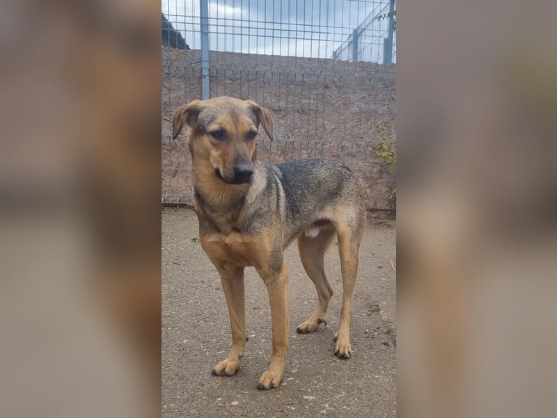 ⭐️WUMMEL⭐️, toller Hundekumpel, Rüde, 2 Jahre, 52 cm, Mischling, Tierschutz