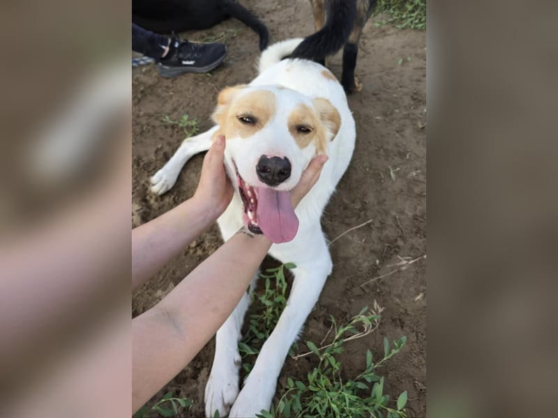 Falina - liebevolle, entspannte Hundedame sucht ihre Familie