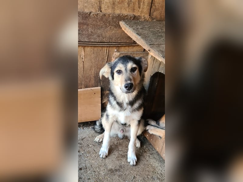 Liebevoller Jungrüde hat es satt, im Shelter zu sein