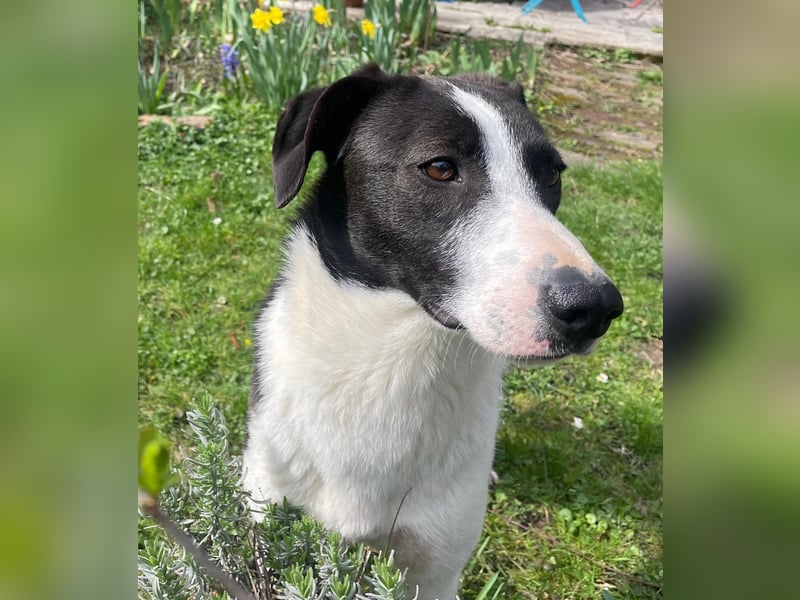 YAELA, wunderbarer Rohdiamant, 2,5 Jahre, 52 cm, Mischling, Tierschutz, Pflegestelle Bonn