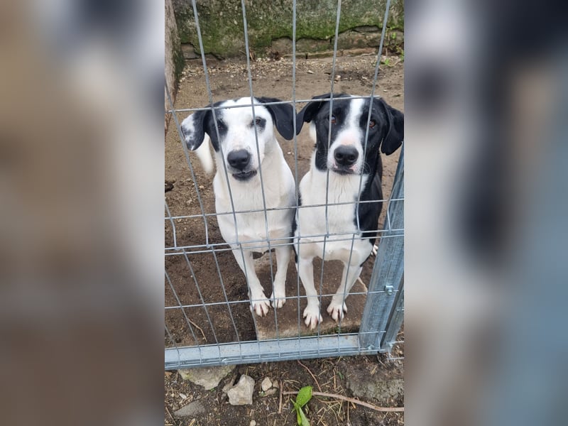 ⭐️GEORGIA⭐️, reizendes Hundemädchen, 2,5 Jahre, 52cm, Mischling, Tierschutz Rumänien