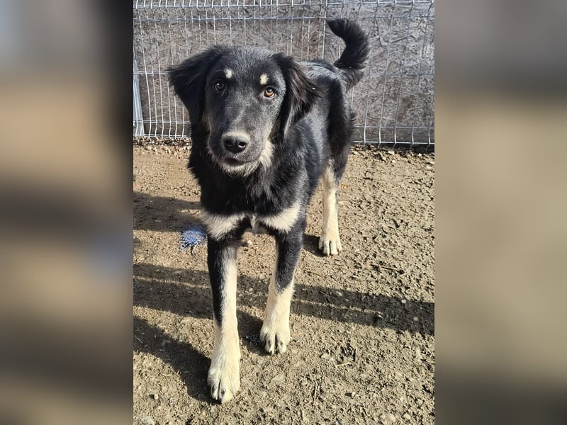 ⭐️DEALY⭐️, sanfte Schönheit, Hündin, 11 Monate, ca. 55 cm, Mischling, Tierschutz