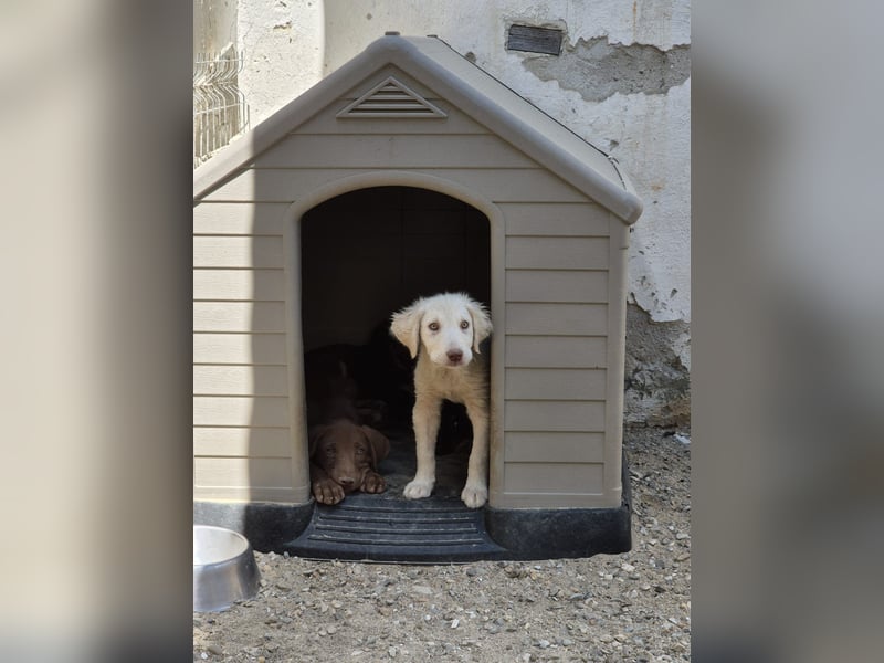 ⭐️DEXI⭐️, neugieriges Fellkind, Hündin, 10 Monate, ca. 55cm, Mischling, Tierschutz