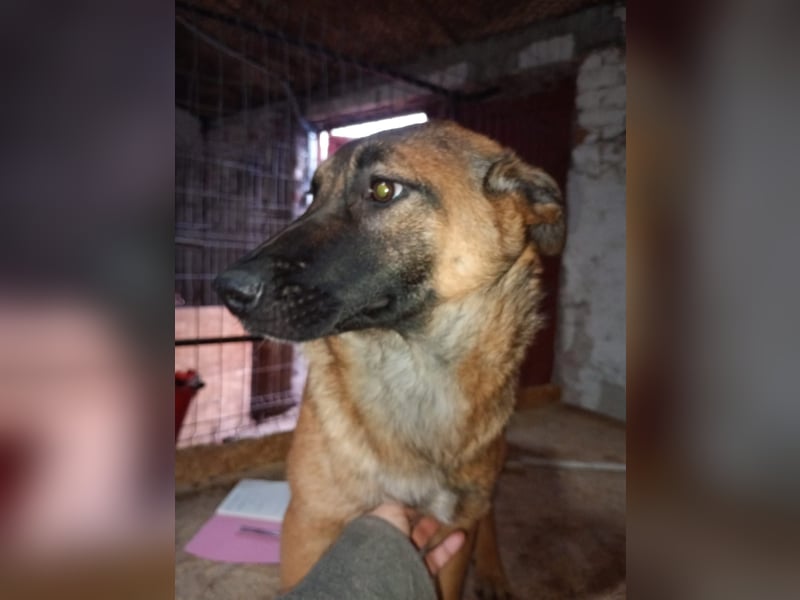 ⭐️TIRANA⭐️, Malinois-Mischling, Hündin, 8 Monate, 54 cm, Mischling, Tierschutz Rumänien