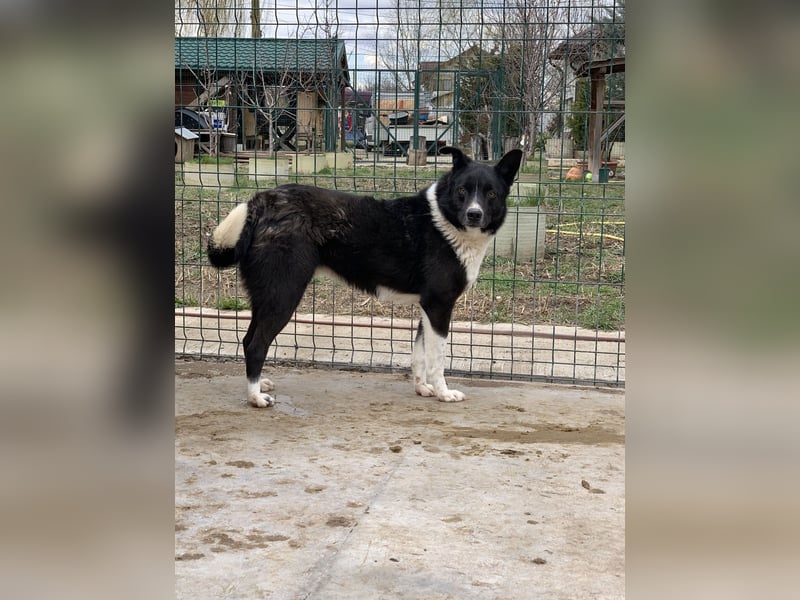 ⭐️COBI⭐️, Rüde mit Charme, 7 Jahre, 50 cm, Mischling, Tierschutz