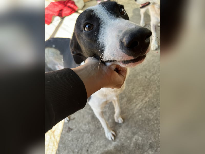 YAELA, wunderbarer Rohdiamant, 2,5 Jahre, 52 cm, Mischling, Tierschutz, Pflegestelle Bonn