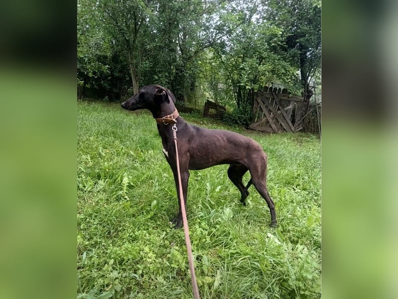 Sancho Tierschutzhund sucht ein Zuhause