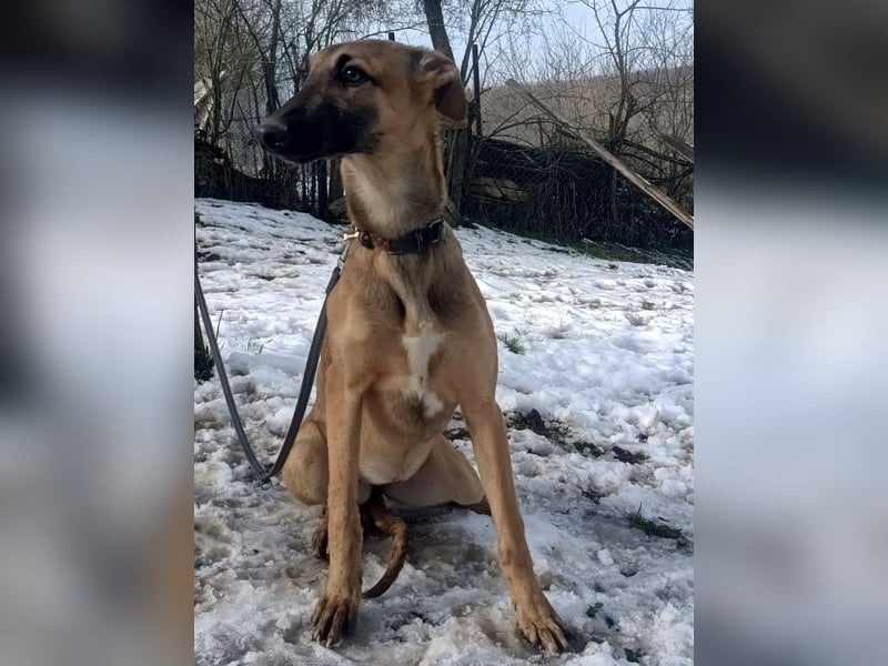 Saphira Tierschutzhund sucht ein Zuhause