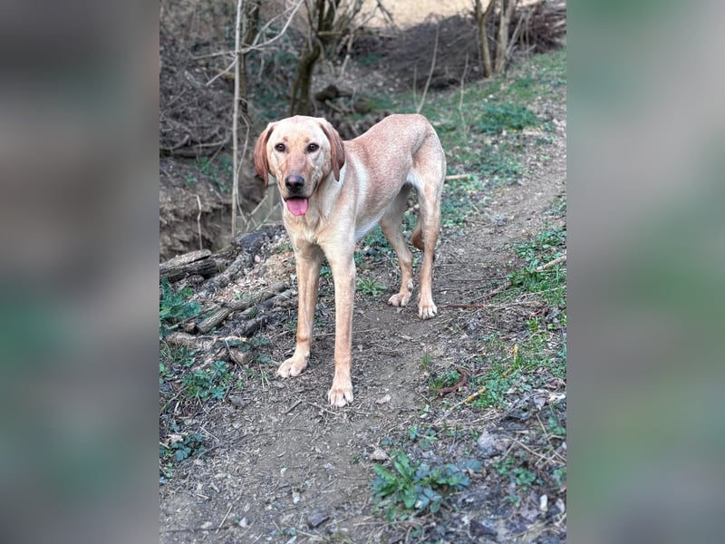 Charlotte sucht ein zu Hause