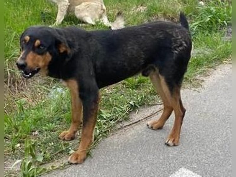 ⭐️ROCKET⭐️, absoluter Menschenfreund, Rüde, 8 Jahre, 55 cm, Mischling, Tierschutz Rumänien