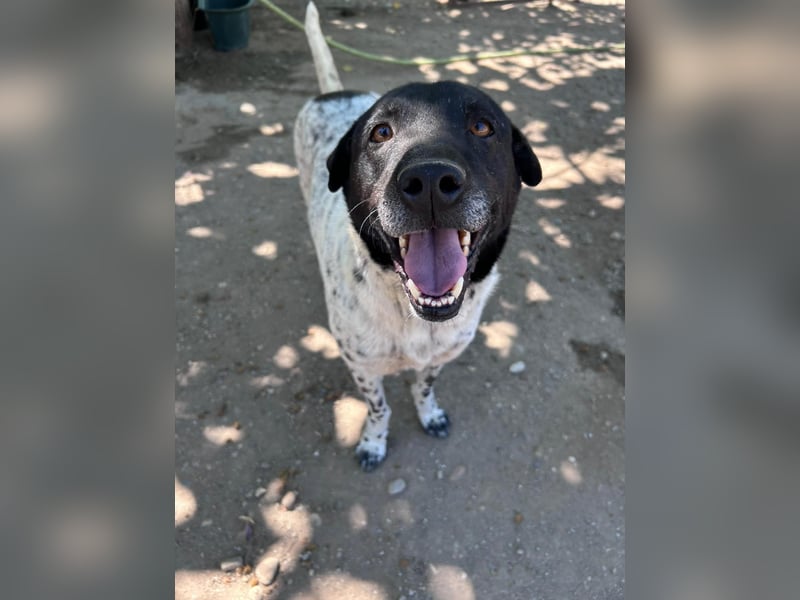 Rüde Monty auf Pflegestelle in D-Groß Gerau