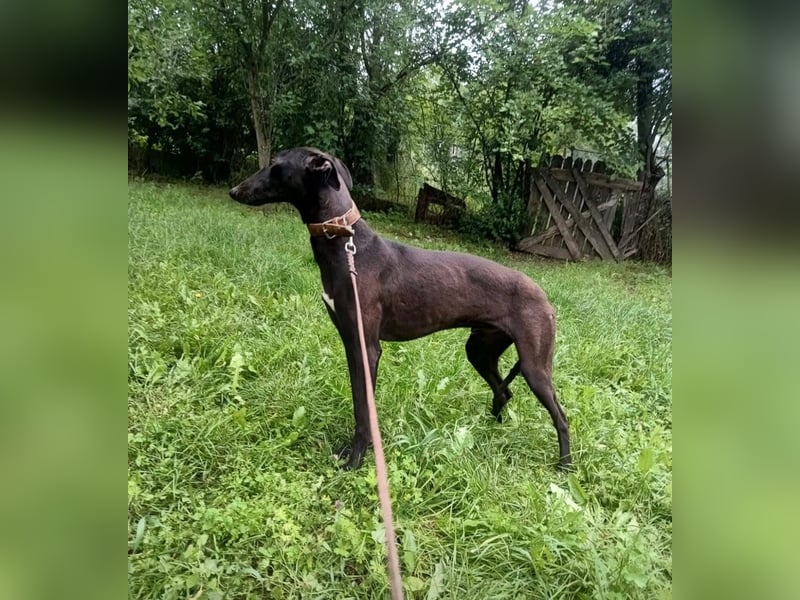 Sancho Tierschutzhund sucht ein Zuhause