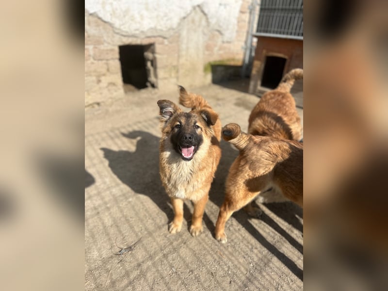 ⭐️TJUNA⭐️, Malinois-Mischling, Hündin, 9 Monate, 51 cm, Mischling, Tierschutz Rumänien
