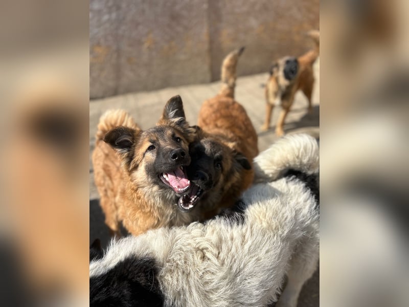 ⭐️TJUNA⭐️, Malinois-Mischling, Hündin, 9 Monate, 51 cm, Mischling, Tierschutz Rumänien