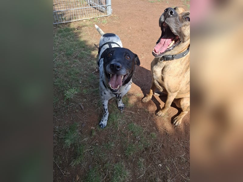 Rüde Monty auf Pflegestelle in D-Groß Gerau