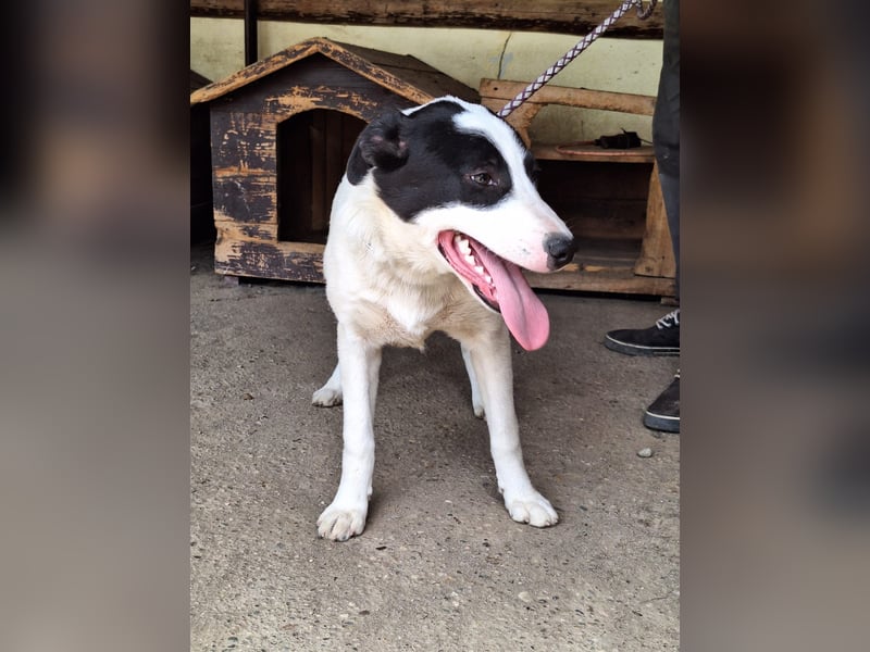 Rüde Emil stellt sich vor