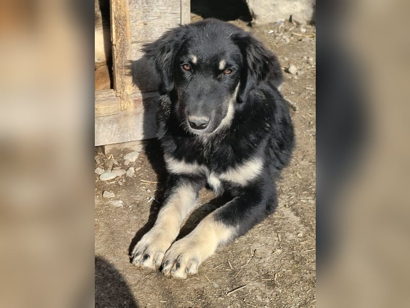 ⭐️DEALY⭐️, sanfte Schönheit, Hündin, 11 Monate, ca. 55 cm, Mischling, Tierschutz