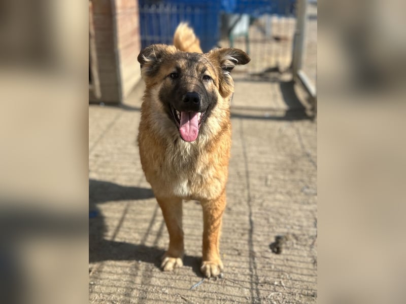 ⭐️TJUNA⭐️, Malinois-Mischling, Hündin, 9 Monate, 51 cm, Mischling, Tierschutz Rumänien