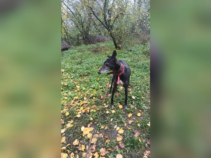 Nisha Tierschutzhund sucht ein Zuhause